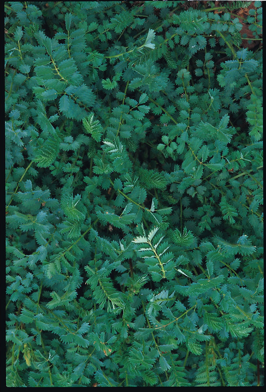 Salad Burnet
