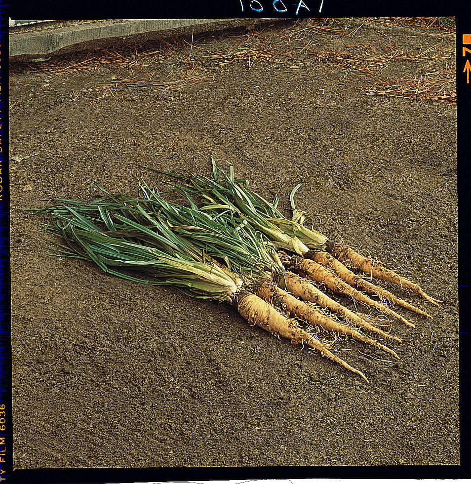 Salsify Sandwich Island