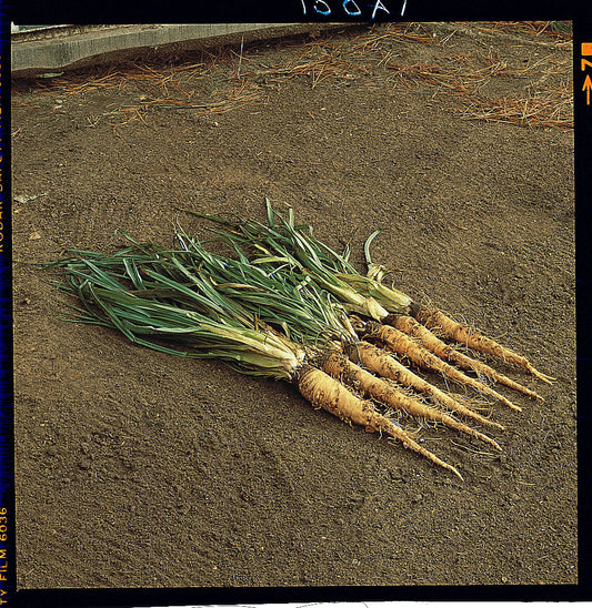 Salsify Sandwich Island