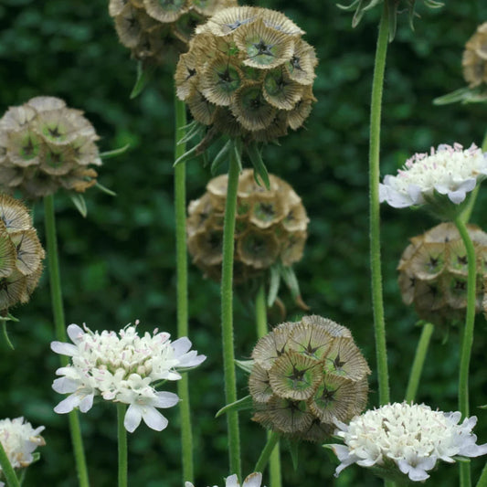 Scabiosa Pingpong