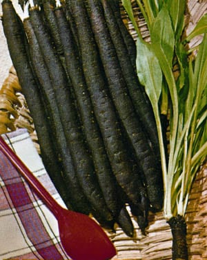 Scorzonera Duplex