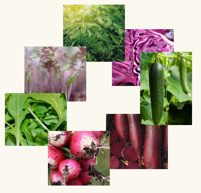Scrummy Salad Collection