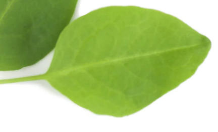 Sorrel Volare