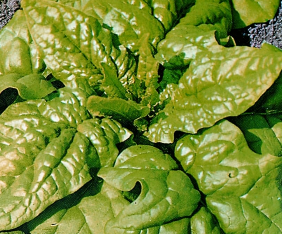 Spinach for Springtime