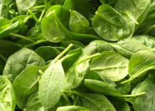 AUGUST SPINACH TRIO