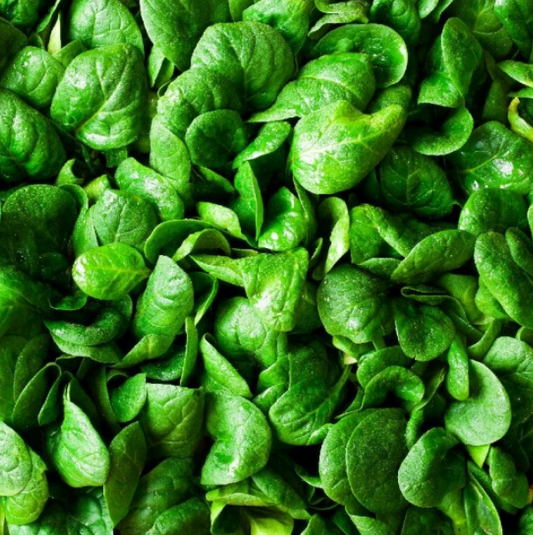 Spinach Bloomsdale