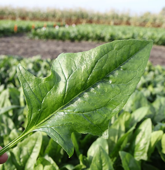 Spinach Harp F1