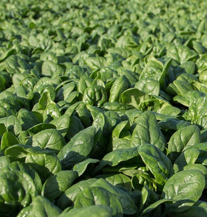 Spinach Santa Cruz F1