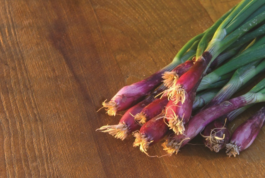 picture of Spring Onion Lilia