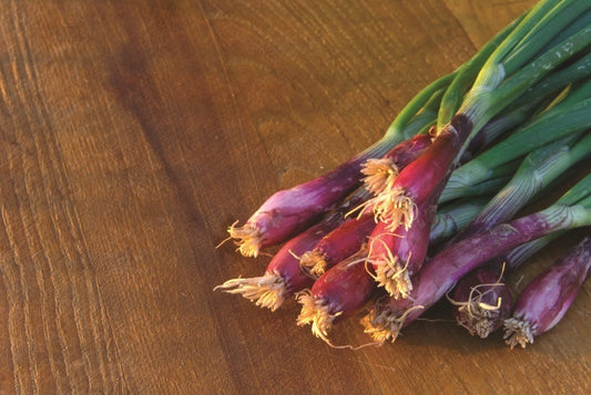 picture of Spring Onion Lilia