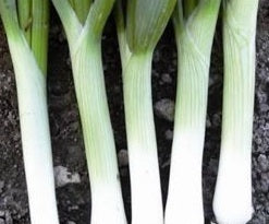 picture of Spring Onion Tipika