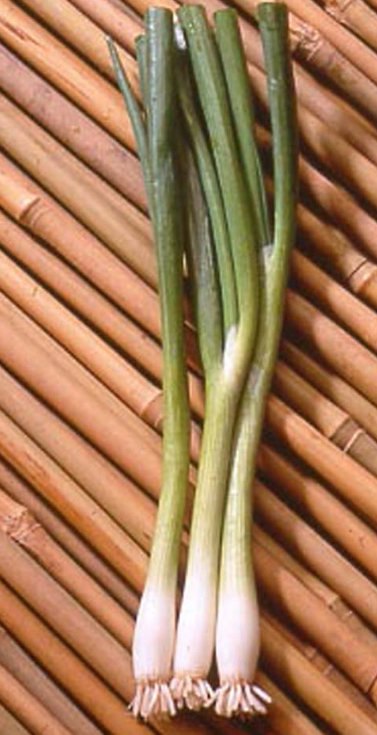 Spring Onion Summer Isle