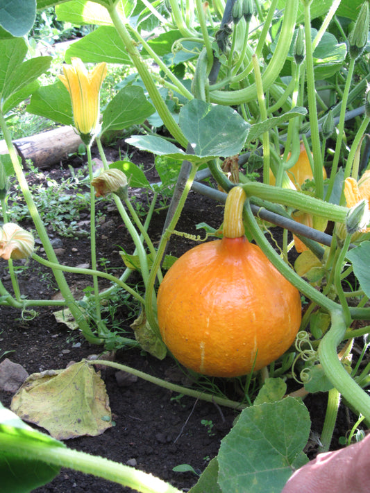 Squash Uchiki Kuri
