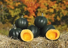 picture of Squash Honey Bear