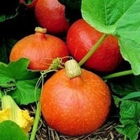 picture of Squash Uchiki Kuri