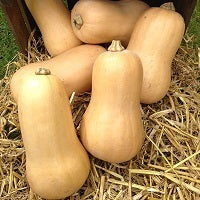 picture of Squash Walnut F1