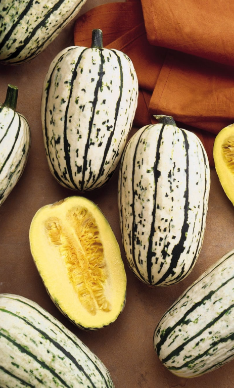 Squash Cornells Bush Delicata