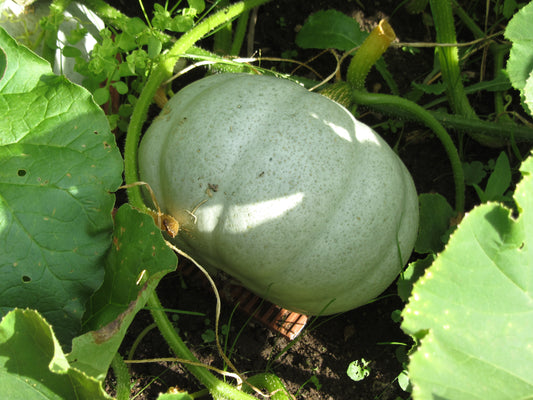 Squash Crown Prince F1