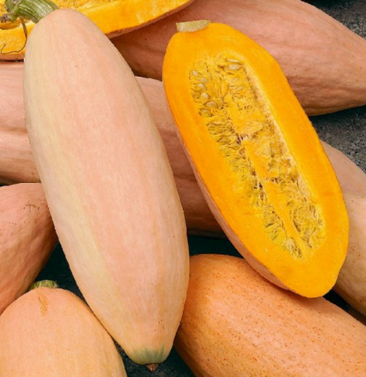 Squash Pink Banana Jumbo