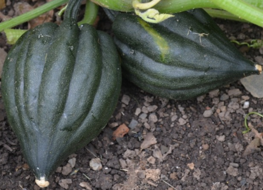 Squash Tuffy Sweet
