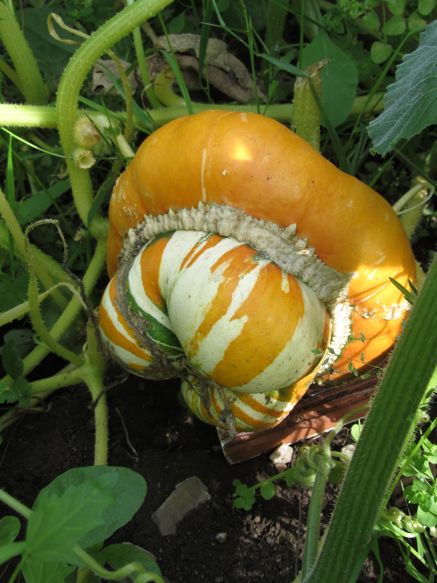 Squash Turks Turban