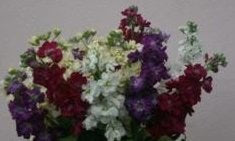 Early Sowing Flowers