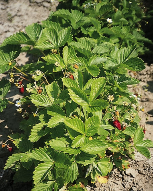 Strawberry Alexandria