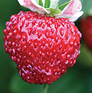 Strawberry Mignonette – MoreVeg Seeds