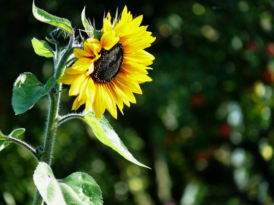 Helianthus Moon Walker
