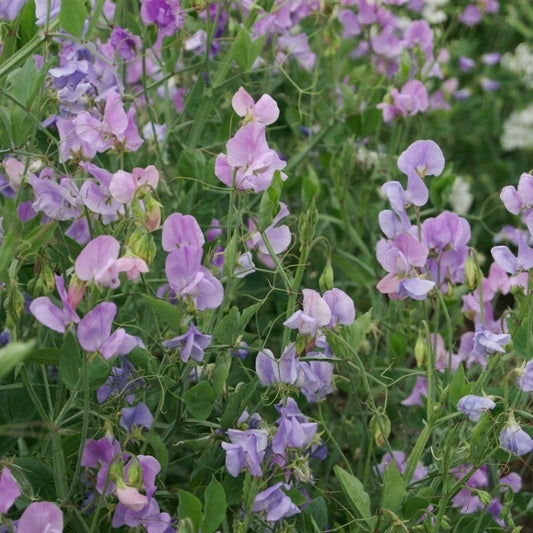 picture of Sweet Pea Leamington