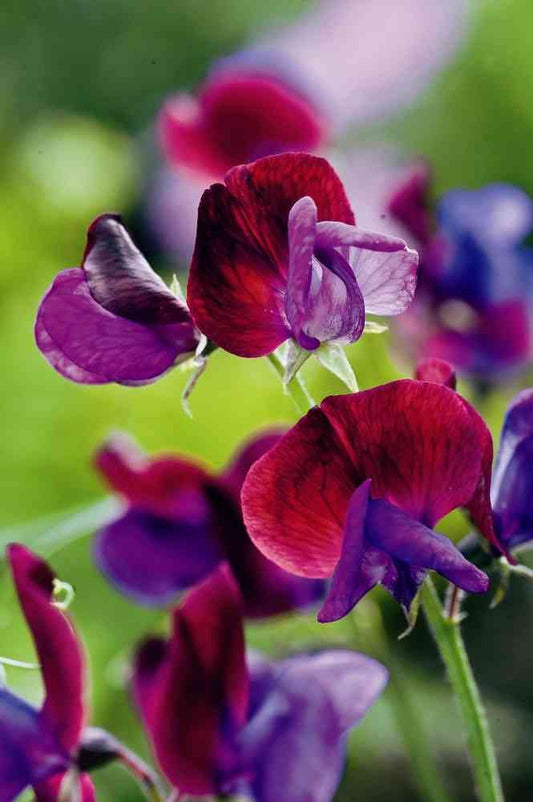 picture of Sweet Pea Old Spice Matucana