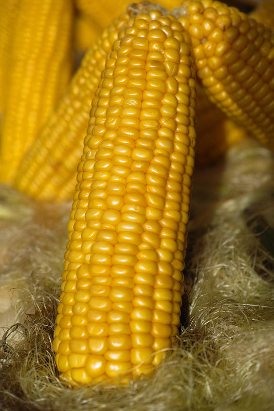 Sweet Corn Golden Eagle F1