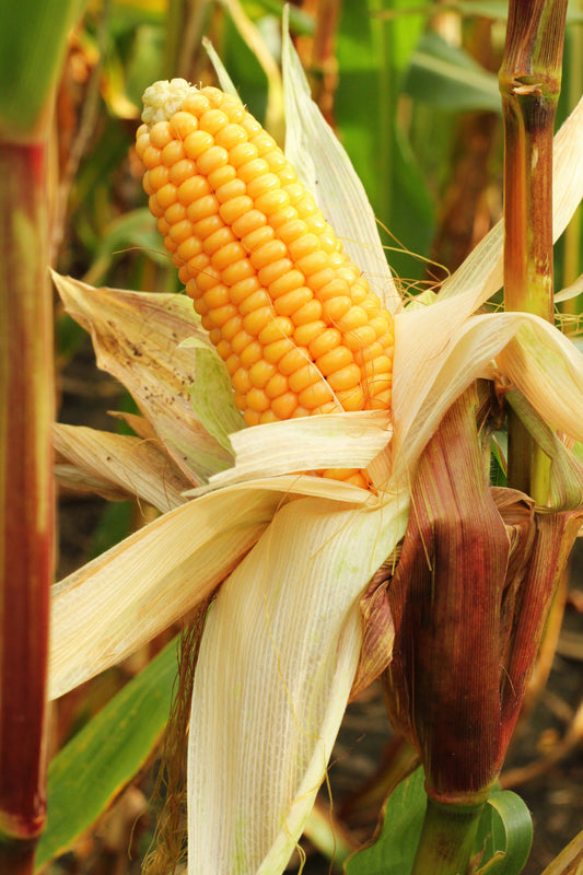Sweet Corn Golden Hind F1