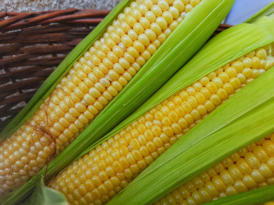 Sweet Corn Golden Phoenix F1