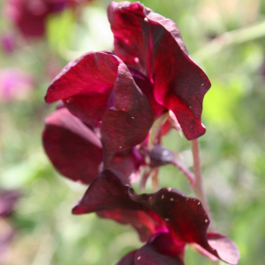 Sweet Pea Beaujolais