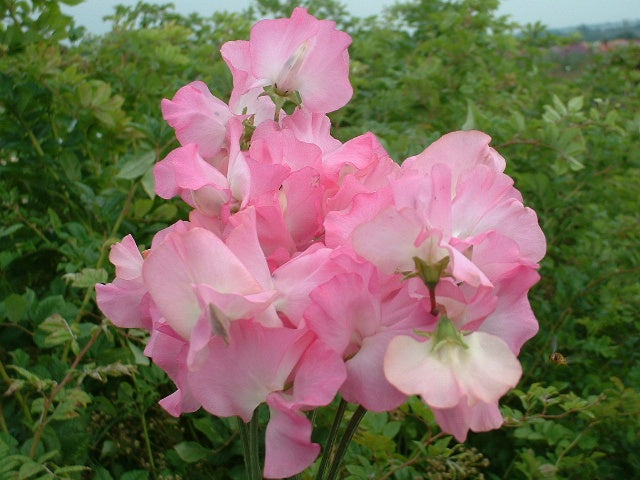 Sweet Pea Gwendoline