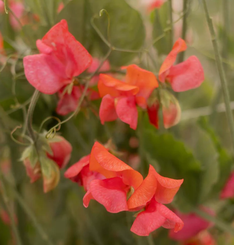 Sweet Pea Henry Eckford