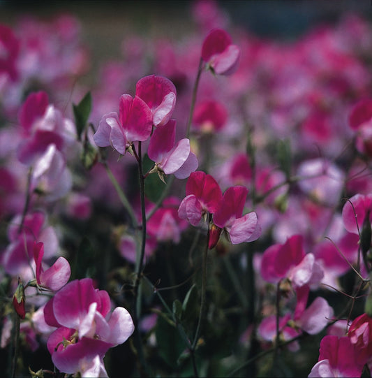 Sweet Pea Old Spice Painted Lady
