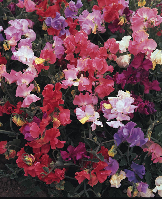 Sweet Pea Perfume Delight