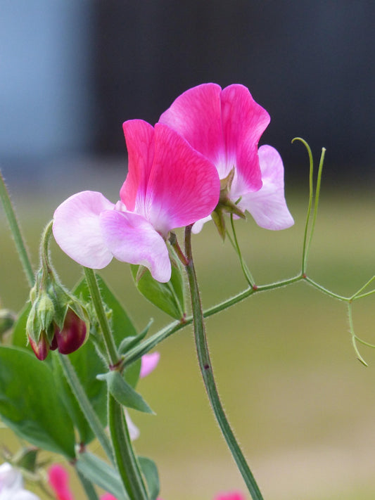 Sweet Pea Promise