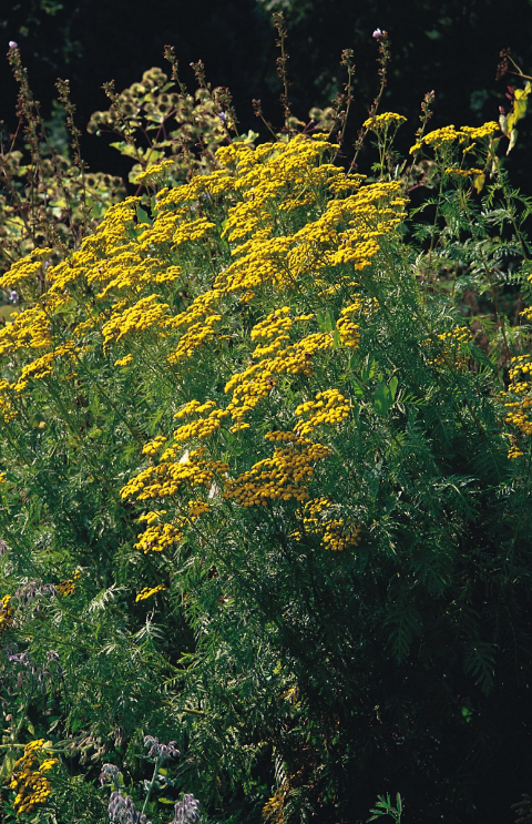Tansy
