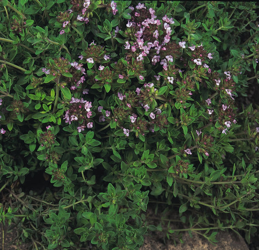 Thyme Common
