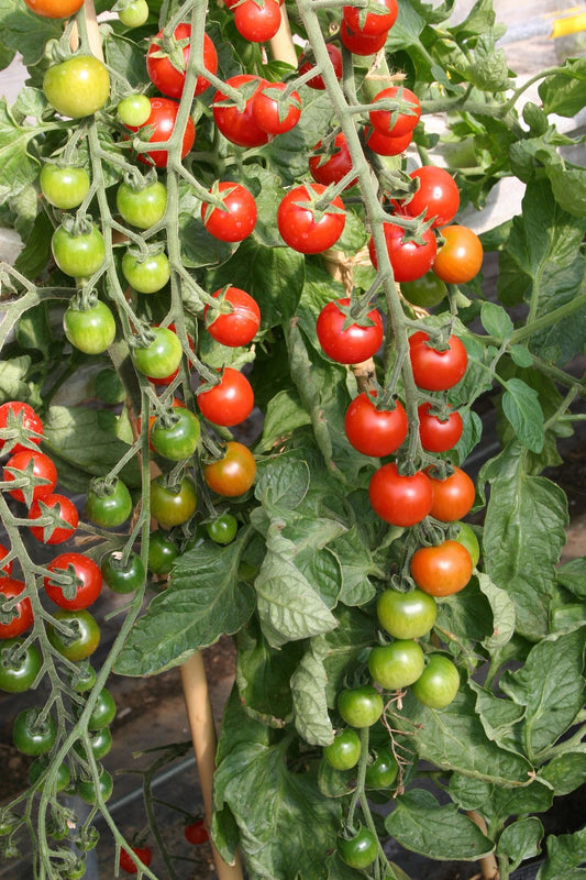 Tomato Cherrola F1
