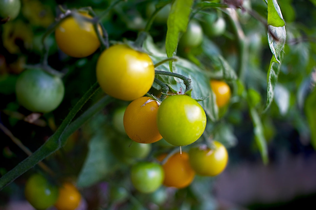 Tomato Figiel