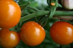 picture of Tomato Sungold F1