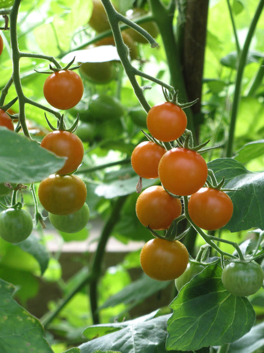 Three Tomato Treasures