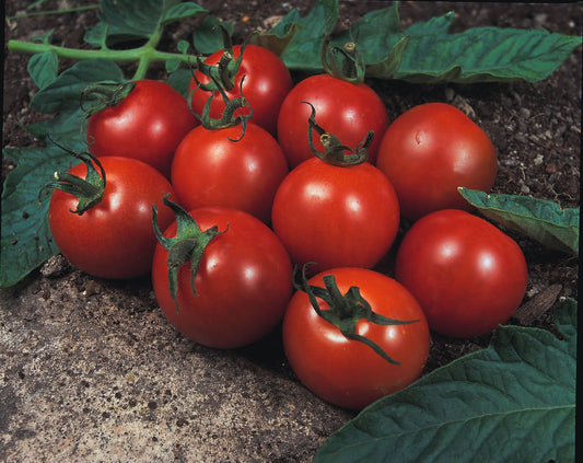 Tomato Alicante