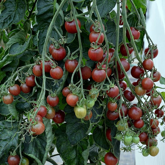 Tomato Black Opal
