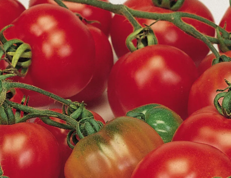 Tomato Bloody Butcher