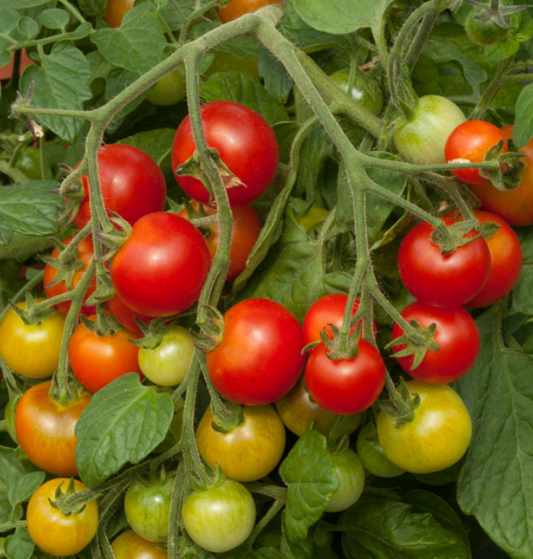 Tomato Cherry Falls F1